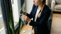 Schwiegermutterzunge reinigen: Der einfache Weg zu staubfreien Blättern – und was Milch dabei taugt